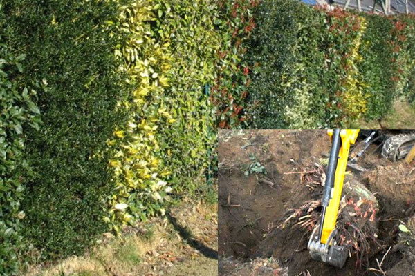 /Retrait%20de%20haies