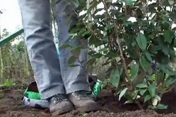 /Plantation%20de%20haies