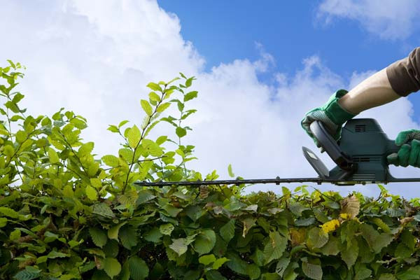 /Taille%20de%20haies