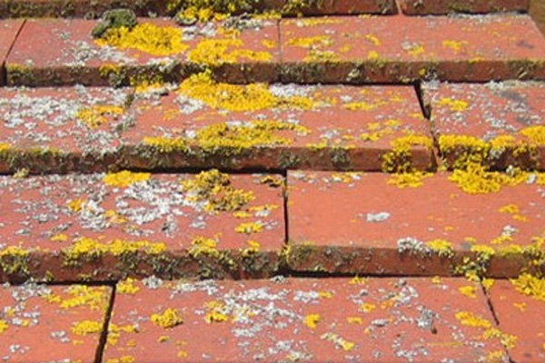 /Traitement%20anti-mousse%20sur%20tuiles